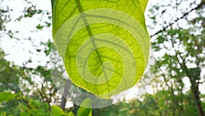 Sunshine light passing through tropical green leaves trees.