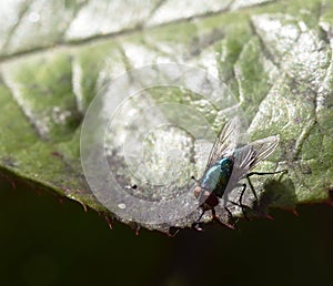 Sunshine on Lucilia sericata