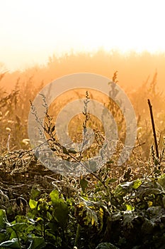 Sunshine in magic morning mist on a overgrown weed