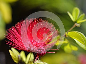 Sunshine Mimosa Blossom