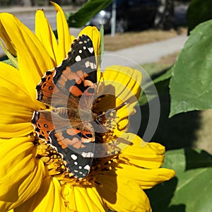 Sunshine monarch butterfly Sunflower sun bathing