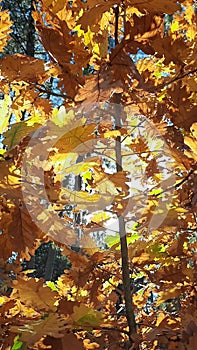 Sunshine through oak and pine  tree in autumn