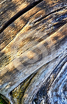 Sunshine on an old weathered tree trunk as a natural wood background