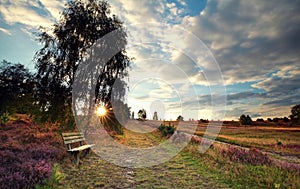 Sunshine over bench by birch tree