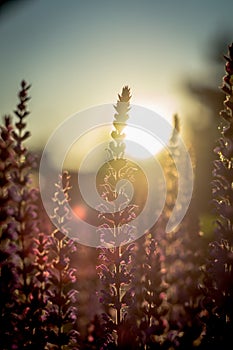 Sunshine over lavender and heathee flower fields