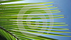 Sunshine through palm leaves with sun background with lens flare effects in slow motion. 1920x1080