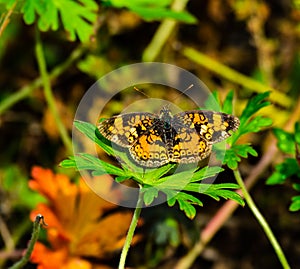 Sunshine on the Pearl Crescent Butterfly