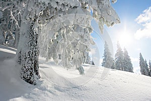 Sunshine and pine tree