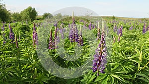 Sunshine Purple Lupines dolly shot