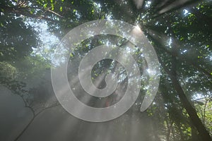 Sunshine rays shine through green forest trees