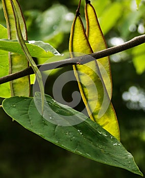 Sunshine on Red Bud Tree Leaves, Branches and Seed Pods