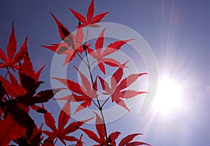 Sunshine an red Japanese maple