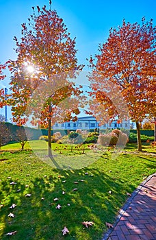 The sunshine through the red oak tree in autumn park