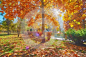 Sunshine through the red tulip tree