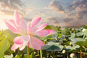 Sunshine rising lotus flower on greenery plant background