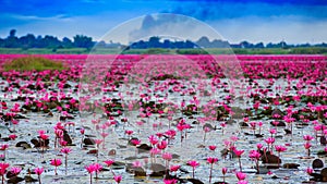 Sunshine rising lotus flower Thailand