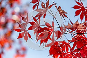 Sunshine shining through maple leaves on a November day