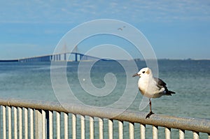 Sunshine Skyway photo