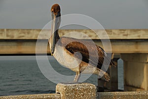 Sunshine Skyway Bridge - Tampa Bay, Florida