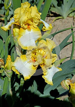 Sunshine and Snow Bearded Iris