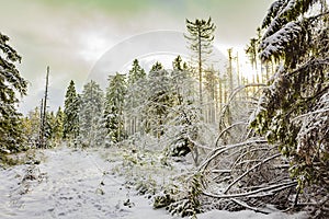 Sunshine between snowed in dead fir trees Brocken Harz Germany