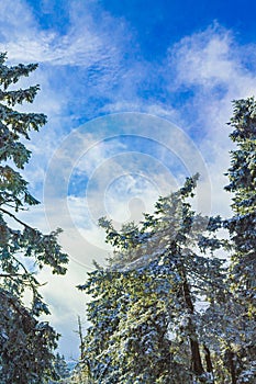 Sunshine between snowed in icy fir trees Brocken Harz Germany