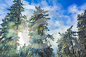 Sunshine between snowed in icy fir trees Brocken Harz Germany