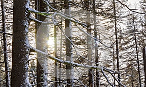 Sunshine between snowed in icy fir trees Brocken Harz Germany