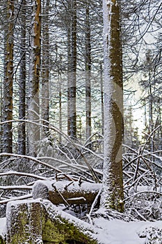 Sunshine between snowed in icy fir trees Brocken Harz Germany