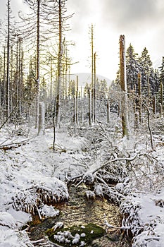 Sunshine between snowed in icy fir trees Brocken Harz Germany