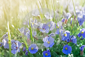 Sunshine summer lawn with little blue flowers and rain drops