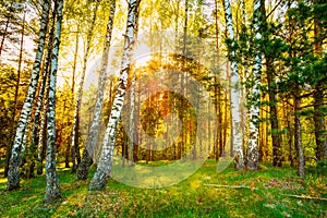 Sunshine Sunset Sunrise In Beautiful Birch Forest In Summer Seas