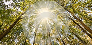 Sunshine through tall deciduous trees in Belgium.