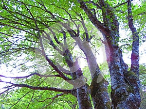 Sunshine and tree