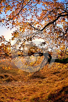 Sunshine through tree branches in autumn