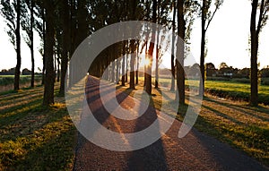 Sunshine through tree rows after sunrise