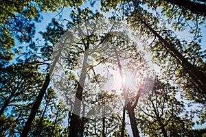 Sunshine through trees in pine tree forest