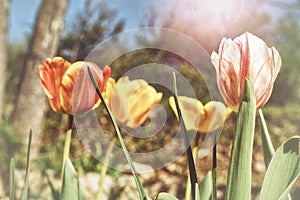 `Sunshine` tulips in a zen garden