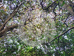 The sunshine under Giant tree