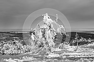 Sunshine under the winter calm mountain landscape with beautiful fir trees on slope