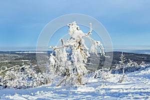 Sunshine under the winter calm mountain landscape with beautiful fir trees on slope