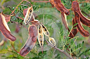 Sunshine Wattle, Acacia terminalis, seed pods