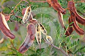 Sunshine Wattle, Acacia terminalis, seed pods photo