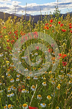 Sunshine on Wild Chamomile (Matricaria chamomilla) and Poppies (Papaver rhoeas) photo