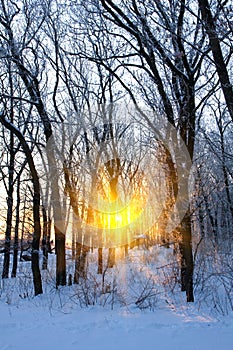 Sunshine in winter forest