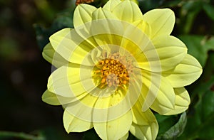 Sunshine yellow dahlia flower