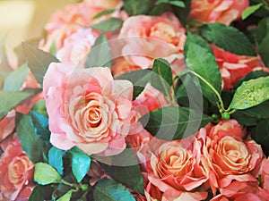 Sunshiny light on sweet roses photo