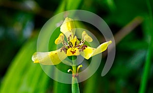 Sunshiny yellow walking iris