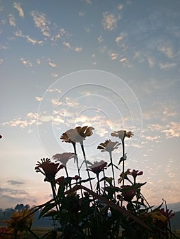 Sunsire flower sky morningsky plant shadow