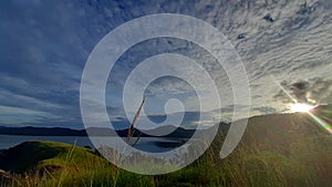 Sunsit grass yellow color